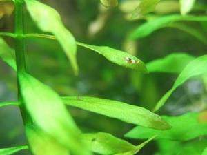 BLACK & WHITE CRYSTAL SHRIMP -3