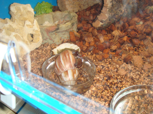 Hermit crab - 2