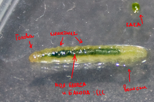 Гусеница в подробностях