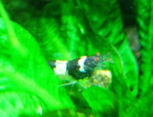 Bumblebee Shrimp (Caridina breviata)