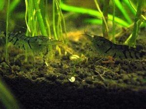 -Blue Tiger Shrimp - Orange Eyes