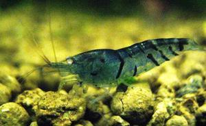 Blue Tiger Shrimp - Orange Eyes