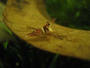 Caridina sulawensis Sp.- - Sulawesi Shrimp species - Harlequin Shrimp