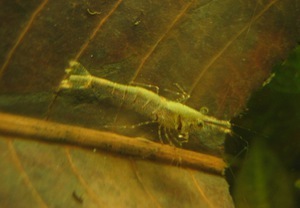 Caridina sulawensis Sp.- - Sulawesi Shrimp species -