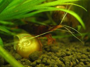 Caridina sulawensis Sp. -  Sulawesi Shrimp species - Yellow Nose Red Bee