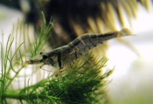 Caridina sulawensis Sp.- Sulawesi Shrimp species