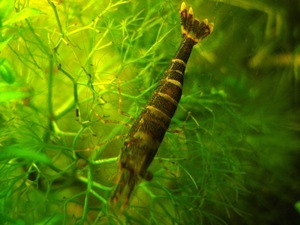 Caridina sulawensis Sp.- Sulawesi Shrimp species