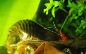 Caridina sulawensis Sp.- Sulawesi Shrimp species