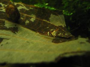 Sulawesi Shrimp species - Harlequin Shrimp