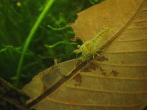 Caridina sulawensis Sp.- Sulawesi Shrimp species