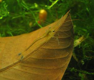 Sulawesi Shrimp species -  Павлины - мавлины