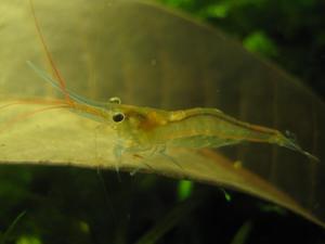 Caridina sulawensis Sp.-  - Sulawesi Shrimp species  - Павлины - мавлины