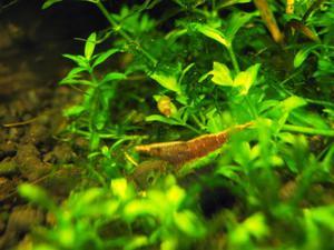 Caridina sulawensis Sp.- Sulawesi Shrimp species