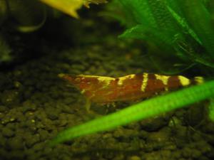 Caridina sulawensis Sp.- Sulawesi Shrimp species