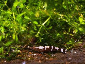 Caridina sulawensis Sp.- Sulawesi Shrimp species