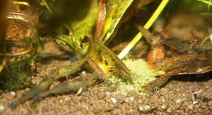 Caridina sulawensis Sp.- Sulawesi Shrimp species