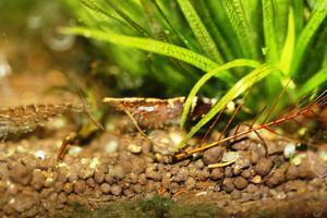 Caridina sulawensis Sp.- Sulawesi Shrimp species