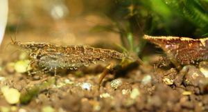 Caridina sulawensis Sp.- Sulawesi Shrimp species