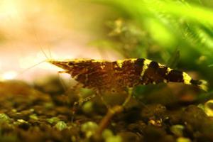 Caridina sulawensis Sp.- Sulawesi Shrimp species