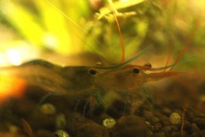 Sulawesi Shrimp species  - Павлины - мавлины