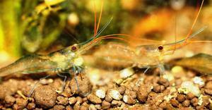 Sulawesi Shrimp species -  Павлины - мавлины