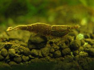 Caridina sulawensis Sp.- Sulawesi Shrimp species