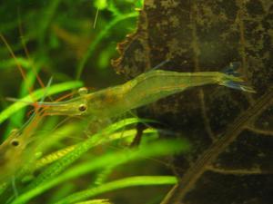 Caridina sulawensis Sp.- Sulawesi Shrimp species