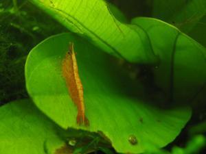 Caridina sulawensis Sp.- Sulawesi Shrimp species