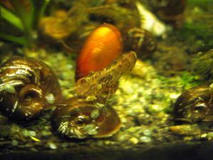 Caridina sulawensis Sp.- Sulawesi Shrimp species