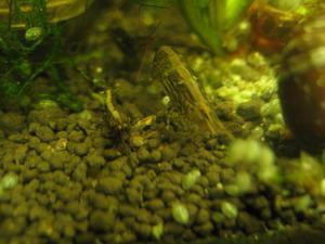 Caridina sulawensis Sp.- Sulawesi Shrimp species