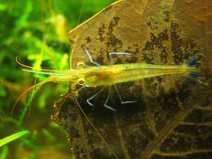 Caridina sulawensis Sp.- Sulawesi Shrimp species