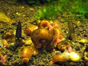 Black Tiger Shrimp with Orange Eyes