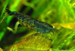 Blue Tiger Shrimp