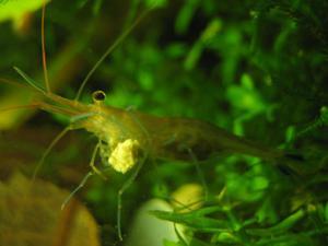 Sulawesi Shrimp species - Caridina Ensifera - Павлины - БЕРЕМЕННЫЕ!!!!!