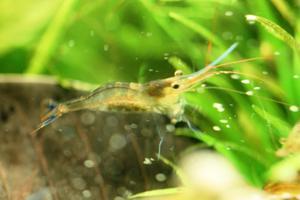 Sulawesi Shrimp species - Caridina Ensifera -