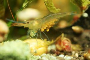 Sulawesi Shrimp species - Caridina Ensifera - Павлины - БЕРЕМЕННЫЕ!