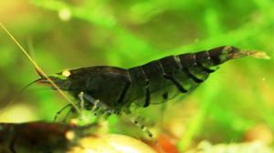 Black Tiger Shrimp with Orange Eyes