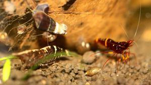 Yellow Cheek Bee ; Caridina Sp Honey Bee ; Chocolate poso snail