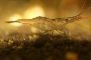 Sulawesi Shrimp species - Caridina Ensifera - роды