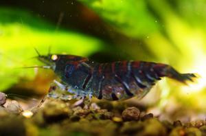 Blue Tiger Shrimp - Orange Eyes - с яйцами