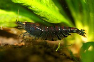 Blue Tiger Shrimp - Orange Eyes