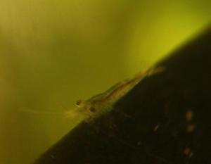 Sulawesi Shrimp species - Caridina Ensifera - baby