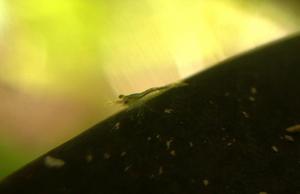 Caridina Ensifera - baby