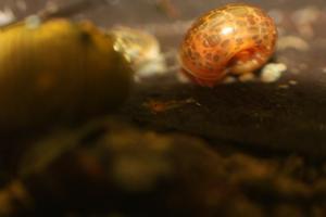 Caridina Ensifera - baby