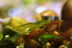 Caridina Babaulti sp 