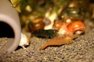 Caridina Babaulti sp 