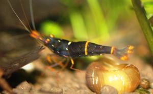 Sulawesi Shrimp species -  Caridina Sp Yellow Cheek Red Bee