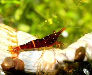 Sulawesi Shrimp species -  Yellow Cheek Red Bee