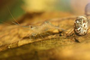 Sulawesi  Caridina Ensifera откладывает яйца