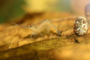 Sulawesi  Caridina Ensifera откладывает яйца